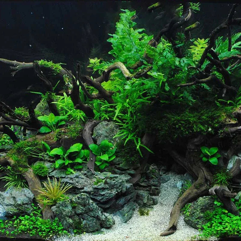 Natural Wooden Fish Tank Decorations Plant Stem Tree Trunk Driftwood Tree Aquarium Fish Landscaping Tree Roots Ornaments
